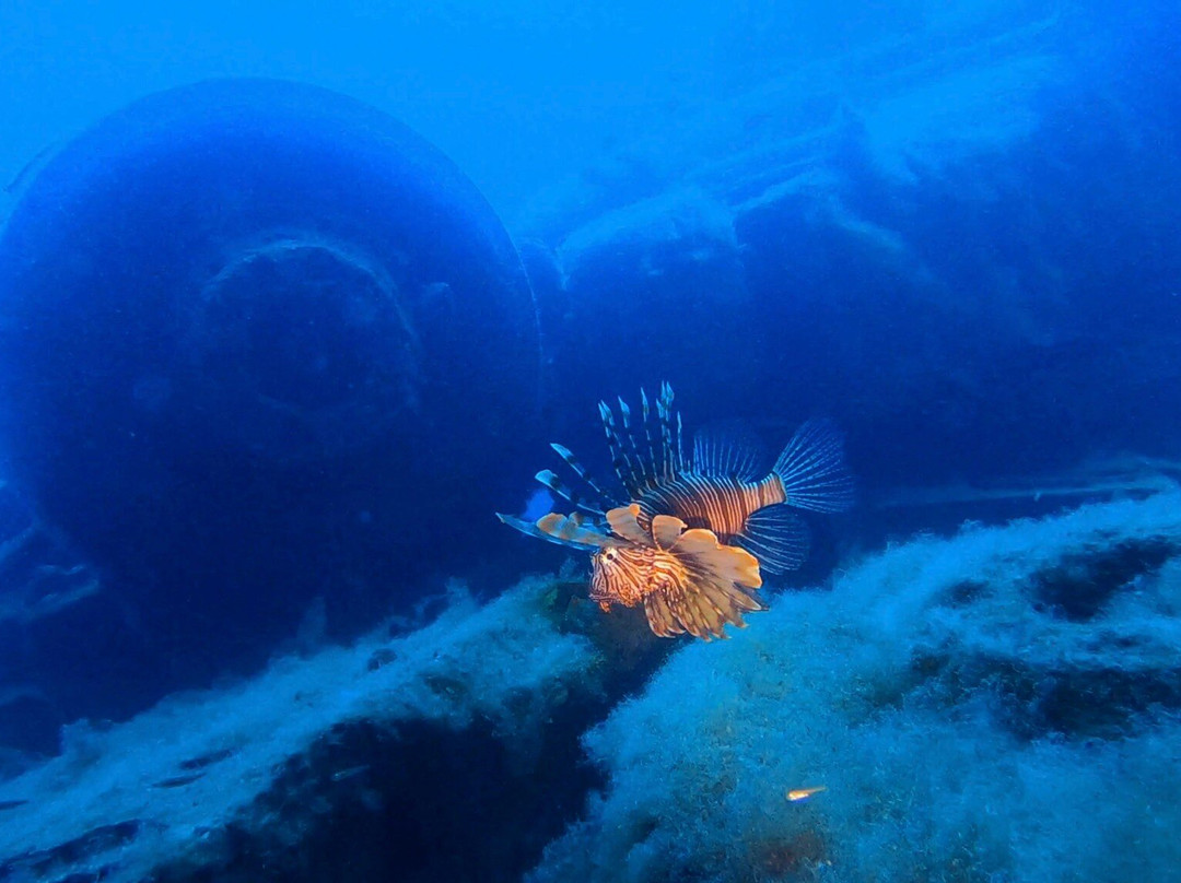 Cyprus Diving Adventures-皮索里必去景点