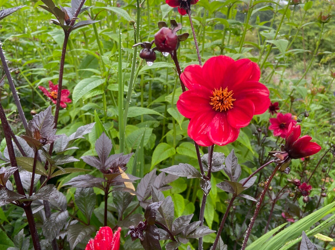 June Blake's Garden-Blessington必去景点