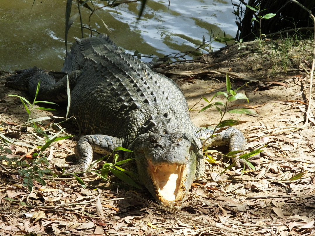 Goat Island Lodge-达尔文市必去景点