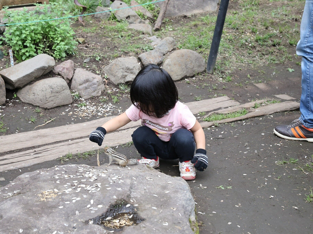 Okhotsk Chipmunk Park-网走市必去景点