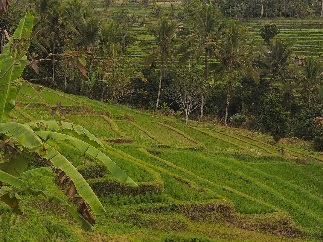 Bali Rupa景点图片