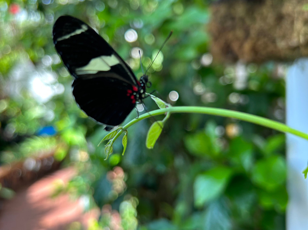 西礁岛蝴蝶自然温室景点图片