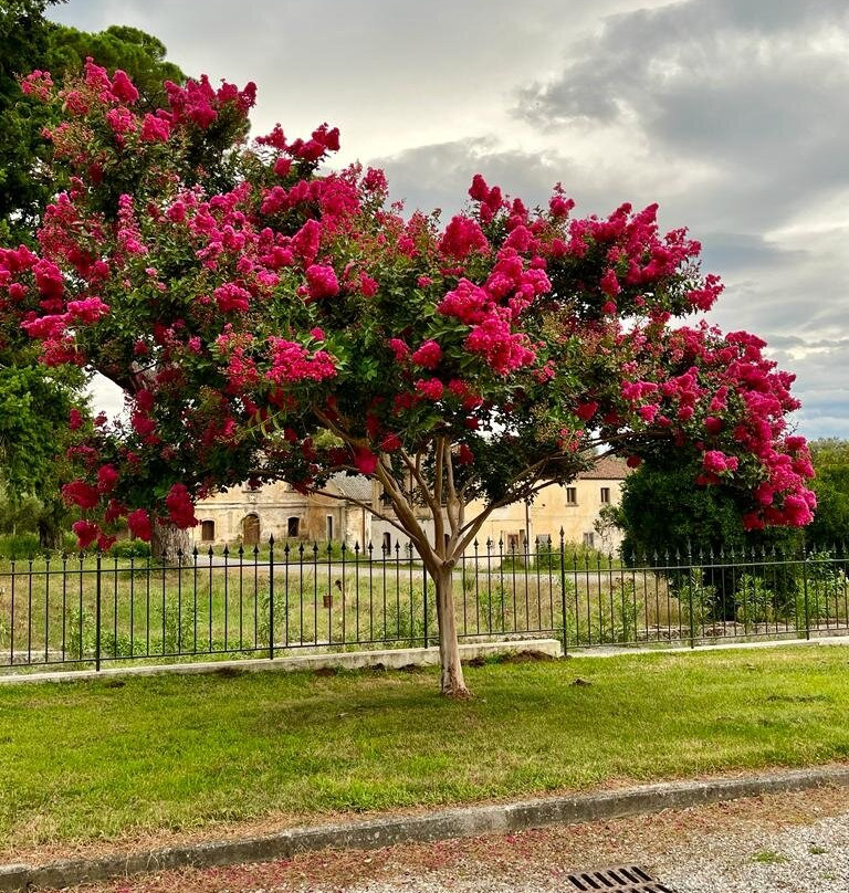 Uliveto Principessa主图