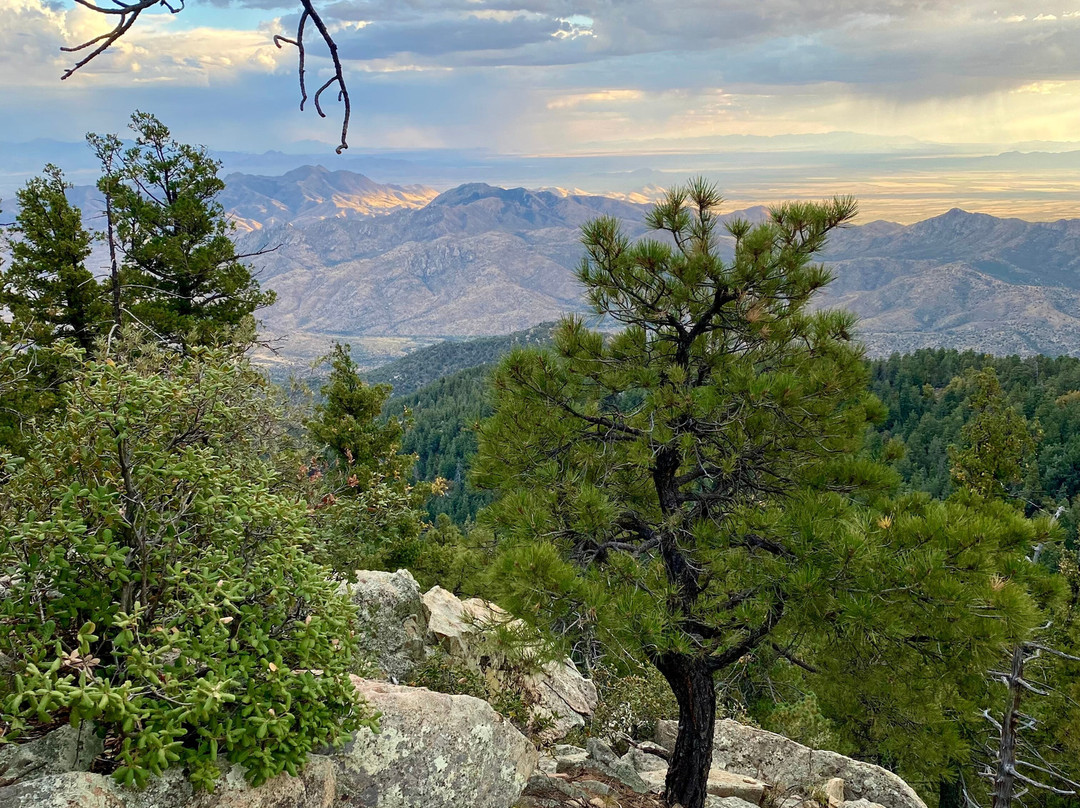 Mount Safford Ladybug Peak Trail-Safford必去景点
