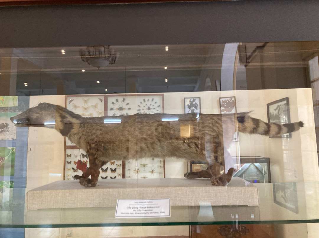 Hai Phong City Museum-海防必去景点