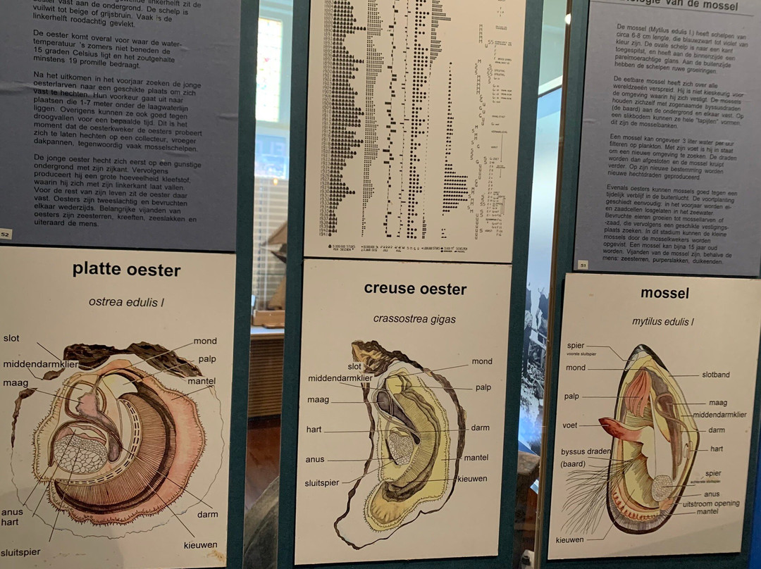 Oosterschelde Museum-Yerseke必去景点