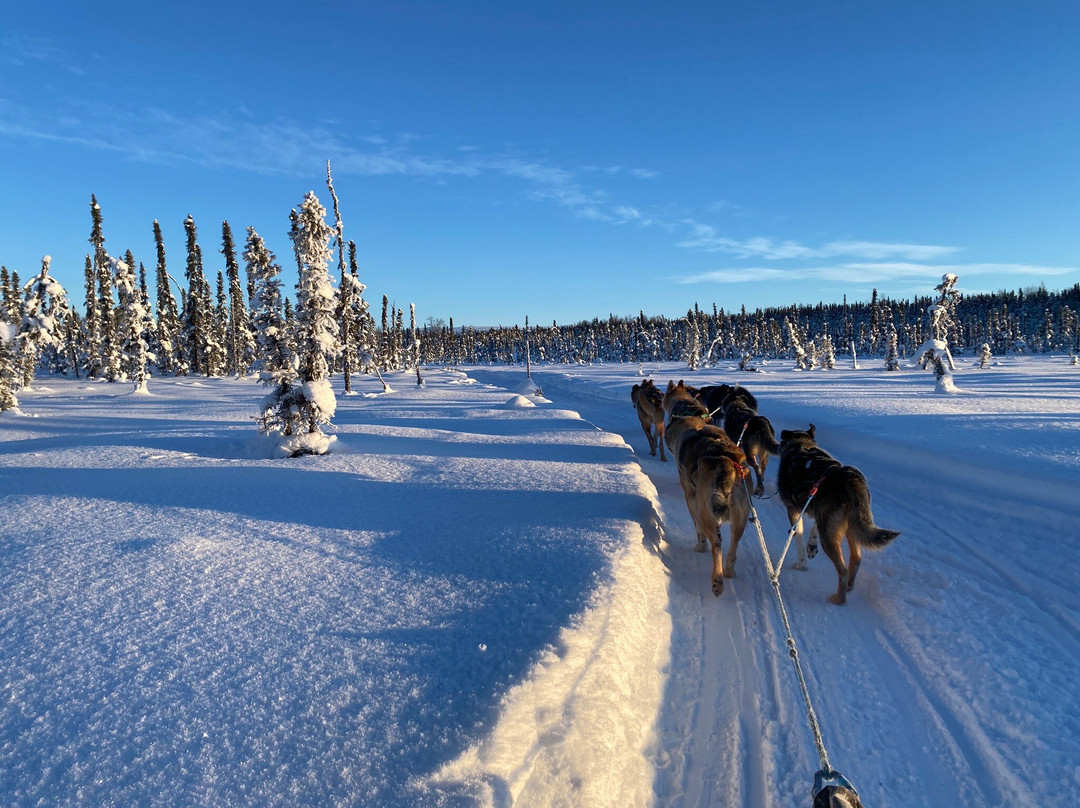 Alaskan Husky Adventures景点图片