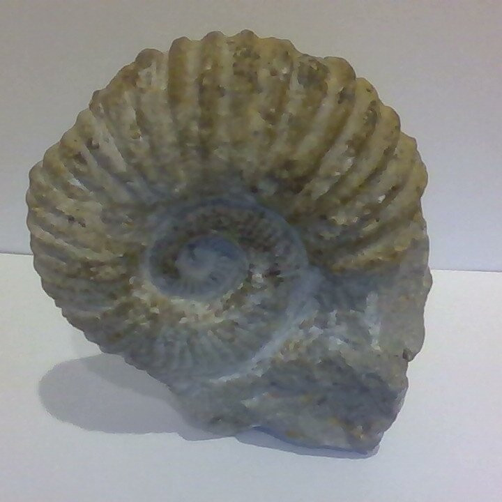 Ocean Springs Museum Of Natural History景点图片