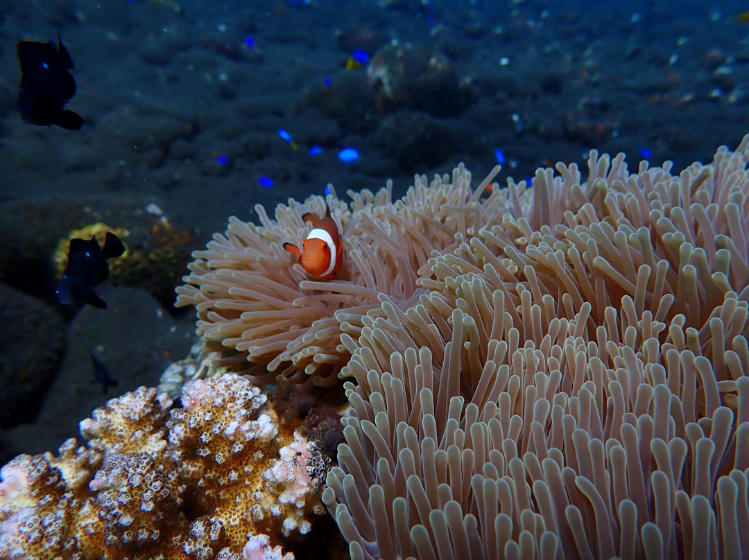 Southern Dreams Diving Club景点图片