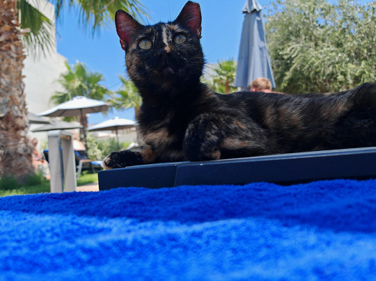 Sensus Experience By Lavris主图