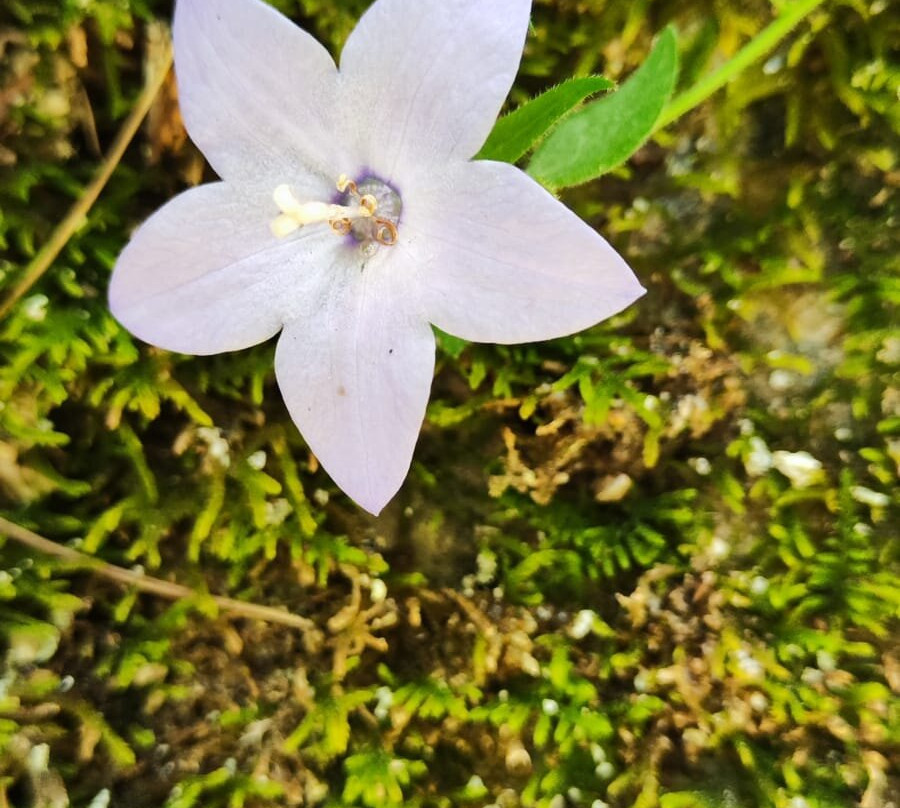 Oasi Wwf Valle della Caccia-Senerchia必去景点