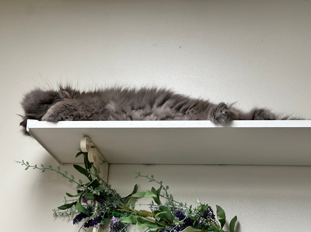 Bedford Cat Cafe景点图片