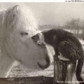 MomcatNH