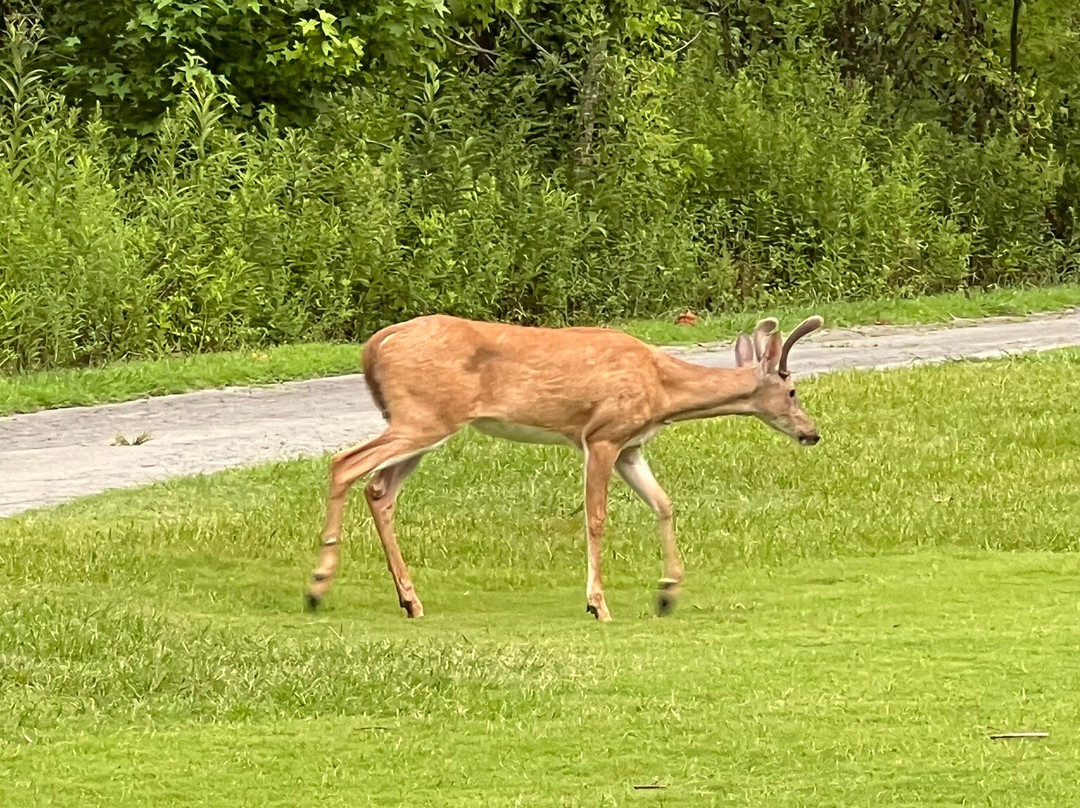 Wild Laurel Golf Course-汤森必去景点