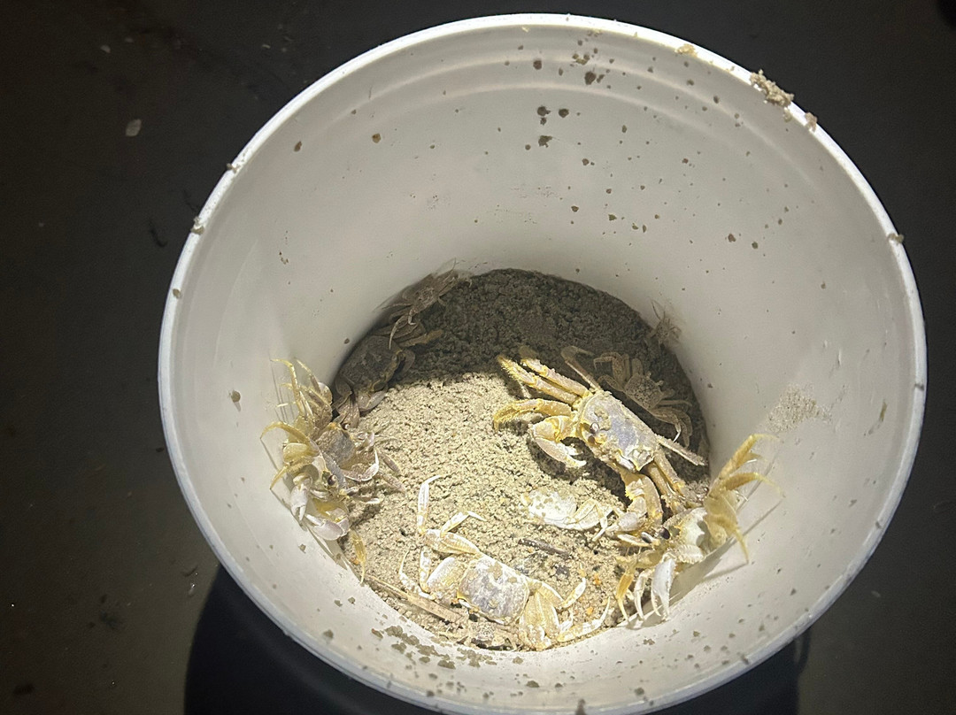 Ghost Crab Quest景点图片