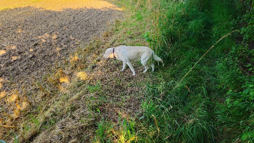 Landhotel Langholz主图