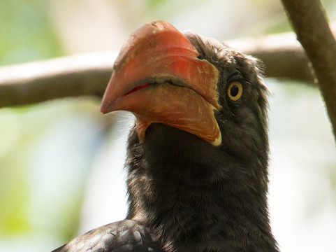 Unveil Uganda safaris-恩德培必去景点