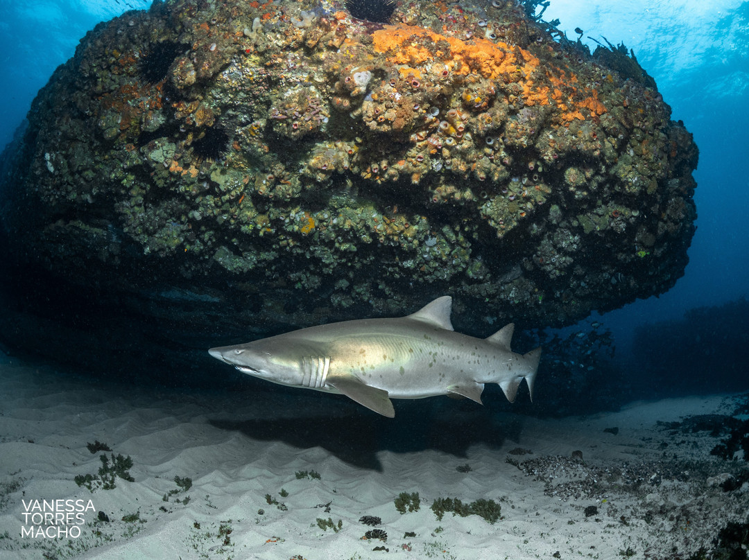 Dive Centre Bondi景点图片