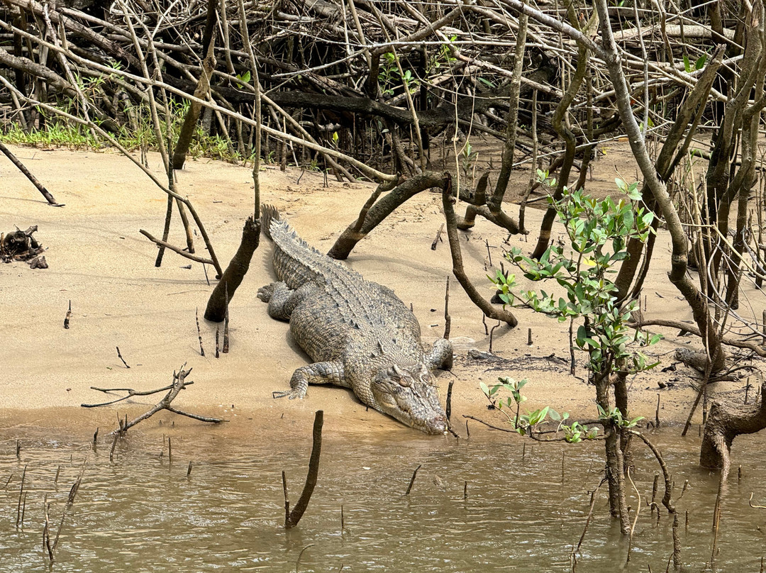 Bruce Belcher’s Daintree River Cruises-Daintree必去景点