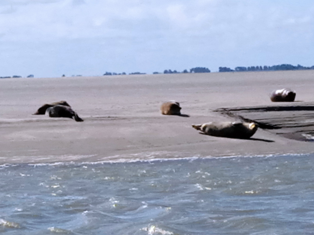 Les Phoques de la Baie d'Authie景点图片