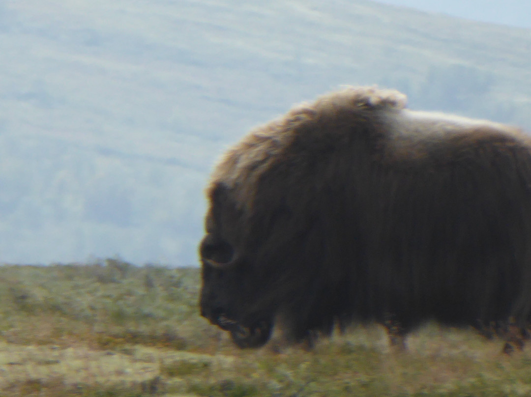 Oppdal Safari-Oppdal必去景点