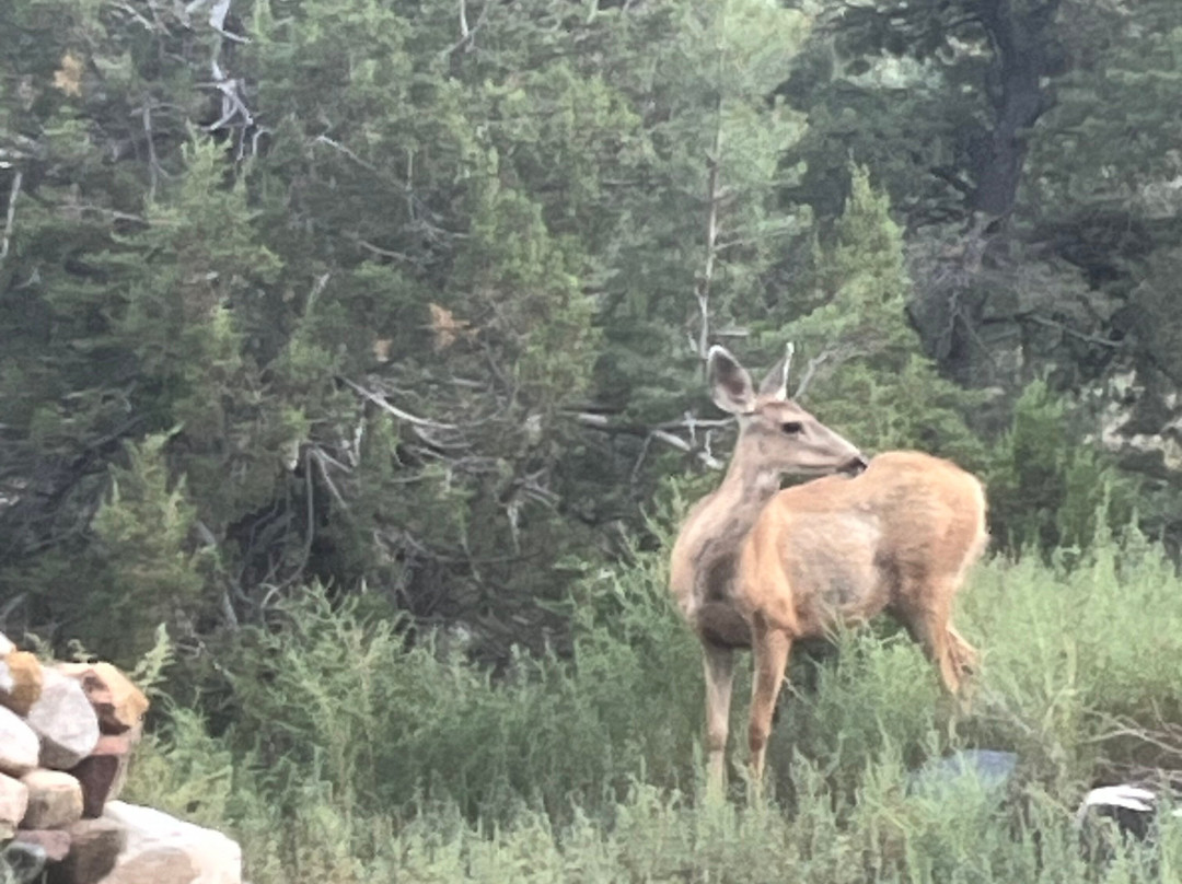 Black Bear RV Park & Resort主图