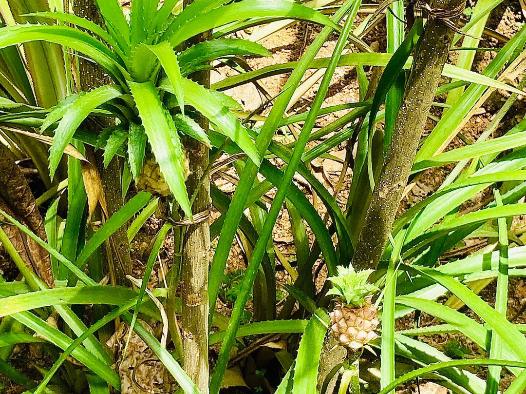 Susantha Spice and Herbal Garden-Hingula必去景点