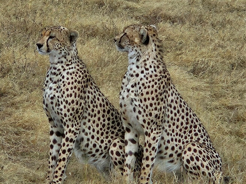 Tanzania Kanyenga-阿鲁沙必去景点