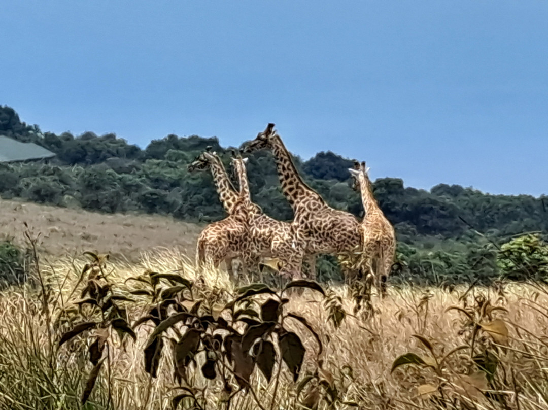 Terre Authentic Tours & Safaris景点图片