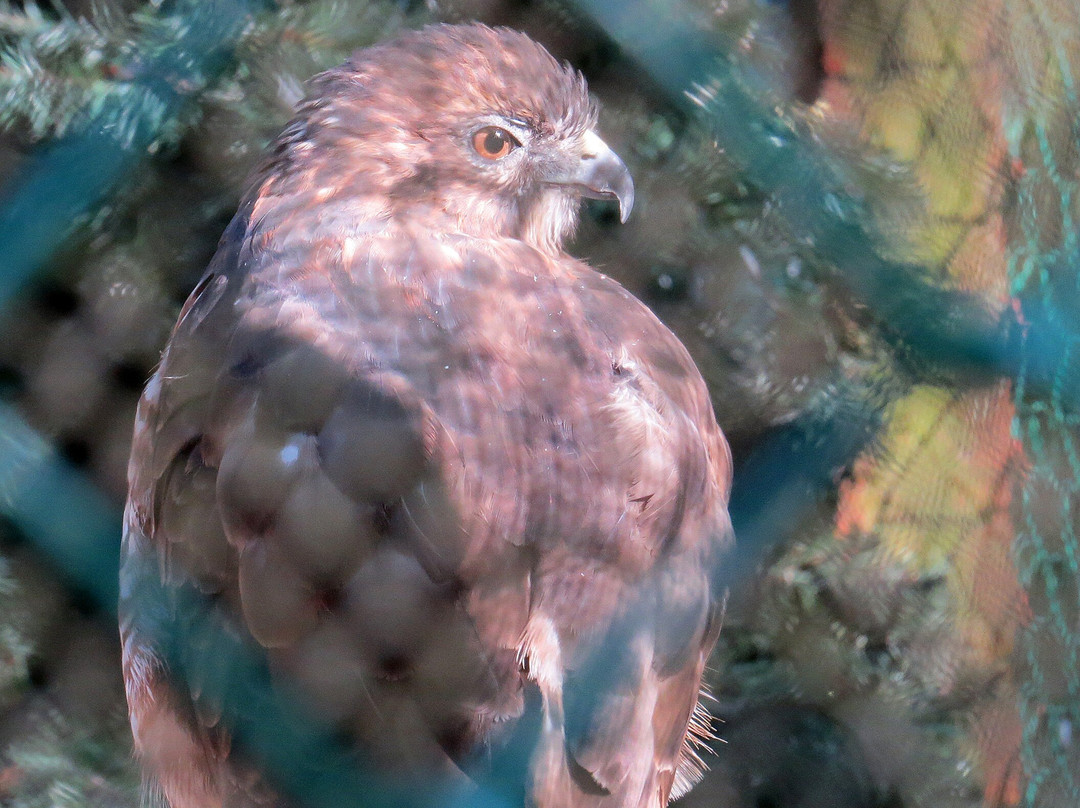 The Raptor Trust Center景点图片
