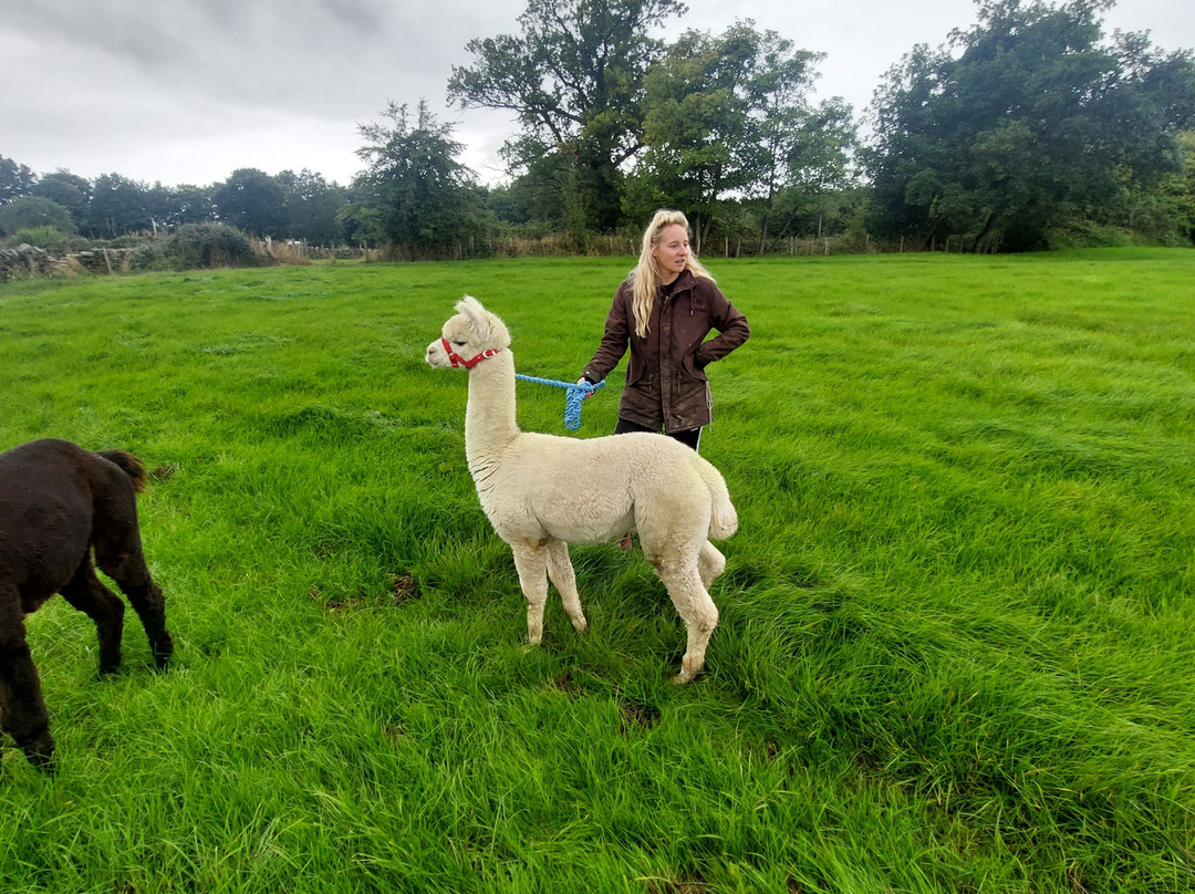 Walking the goats at Lower Coates景点图片