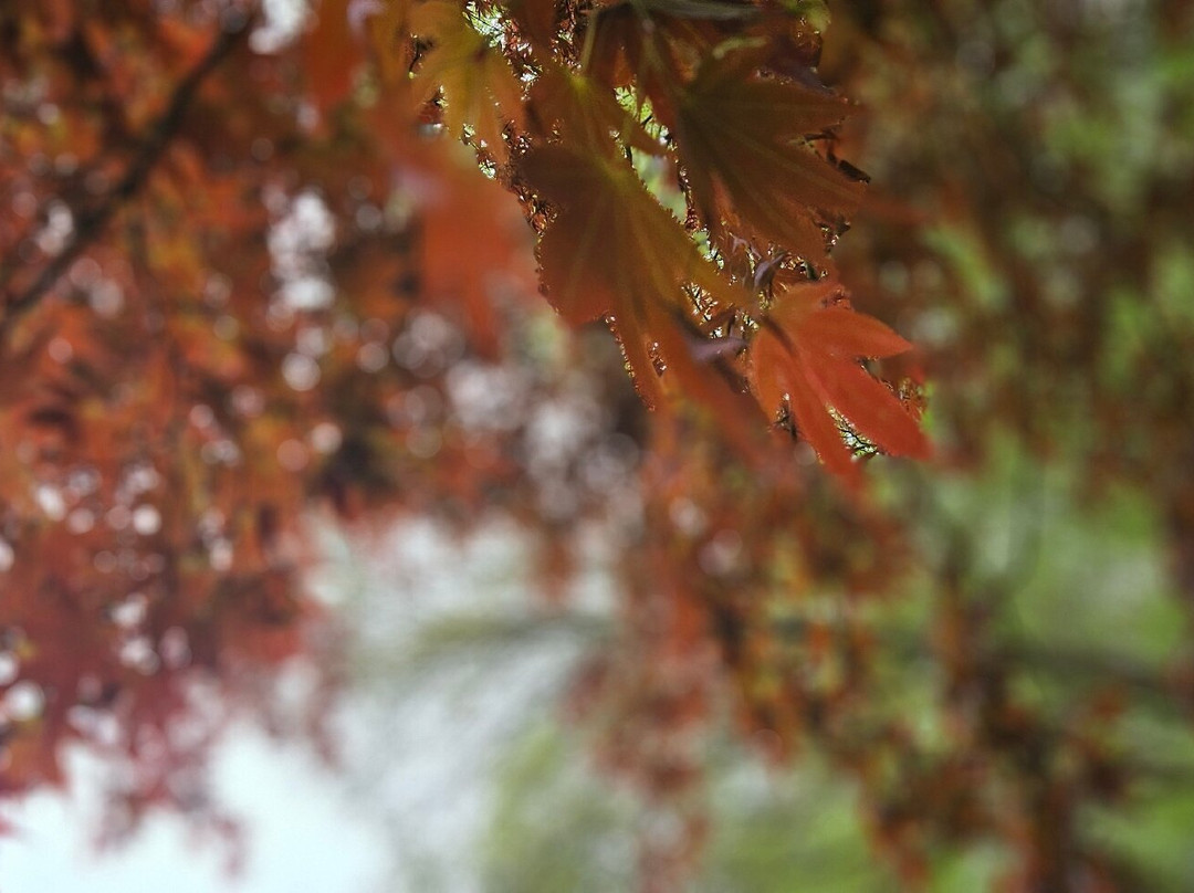 Queenswood Country Park & Arboretum景点图片