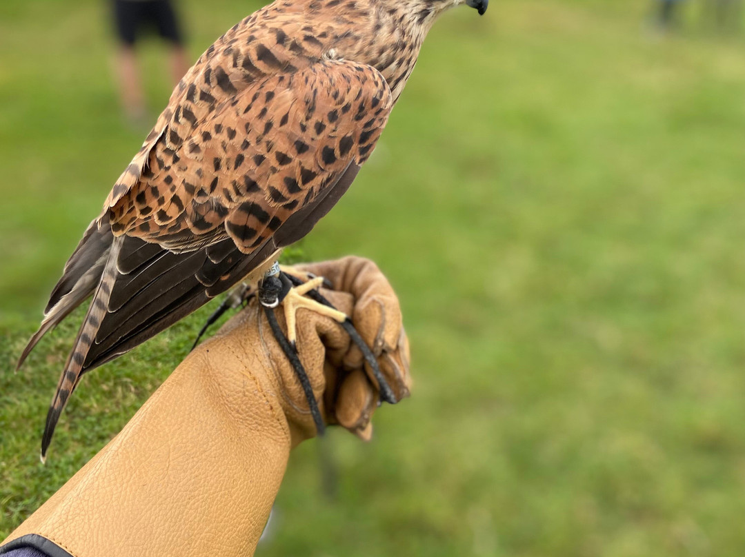 The Falconry School景点图片