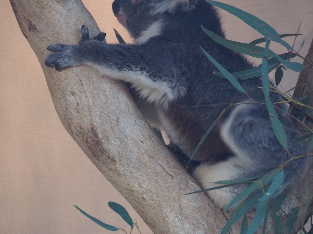 Cleland Conservation Park-阿德莱德必去景点