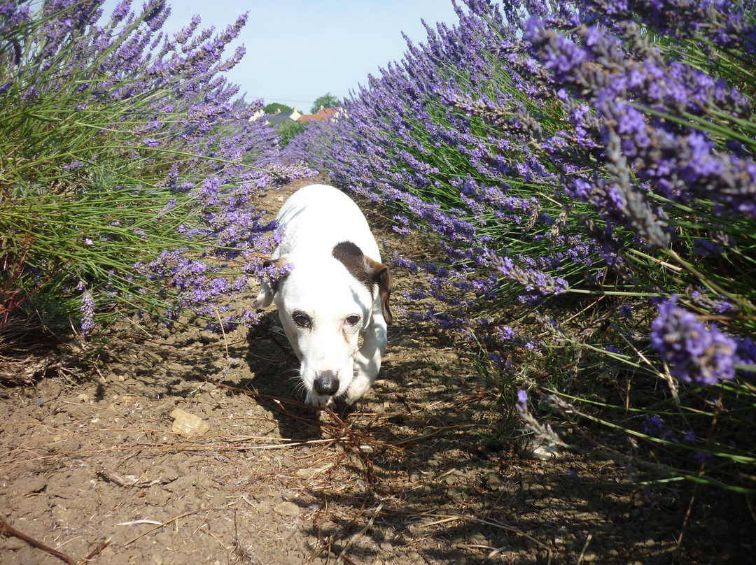 Somerset Lavender景点图片
