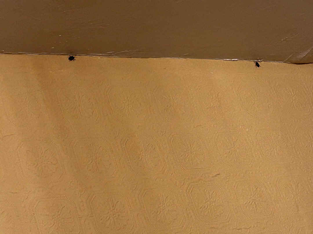 Fairview Bed and Breakfast Estate主图