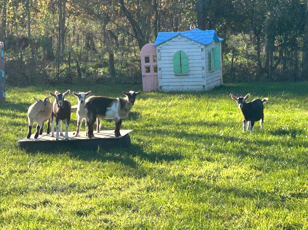 A Happy Harvest Farm景点图片
