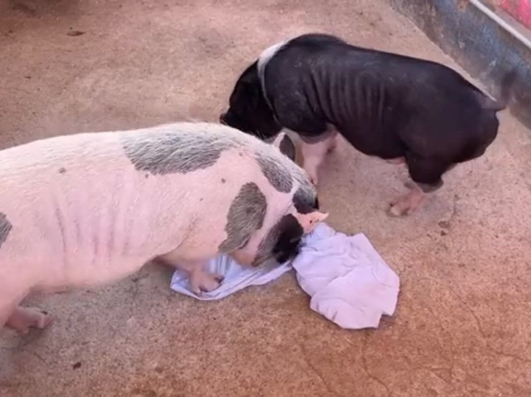 Pig Beach Progreso-Progreso必去景点