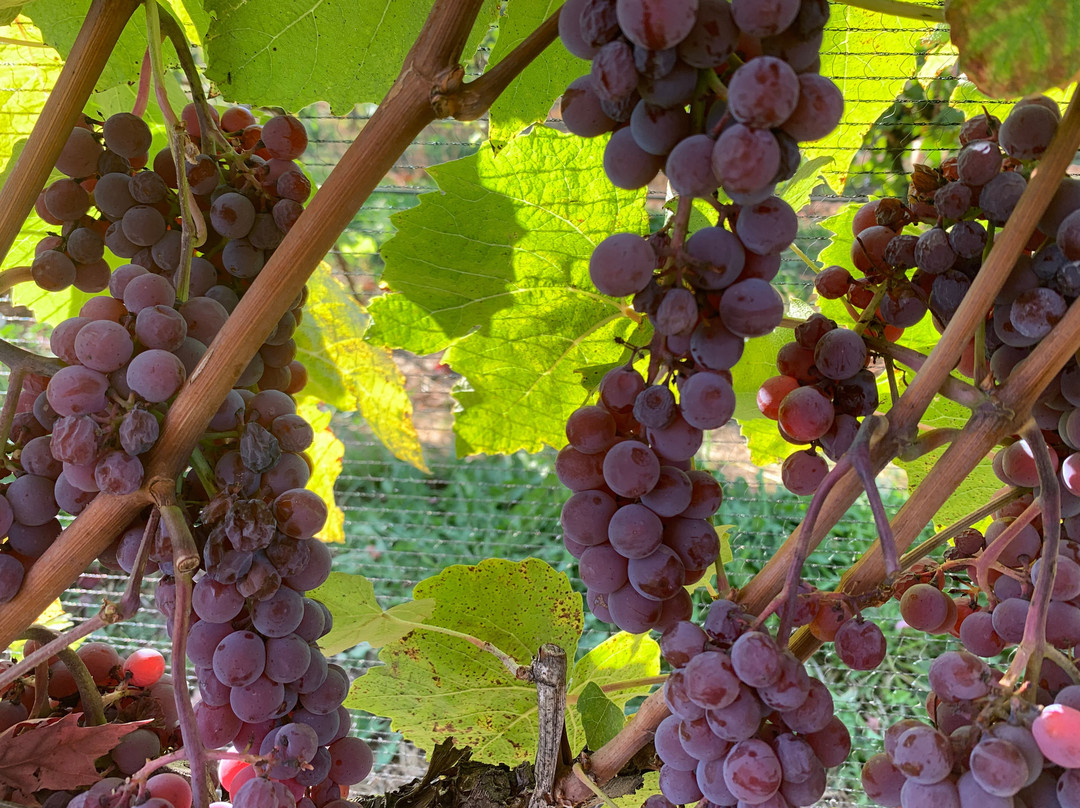 Mt. Hood Winery景点图片