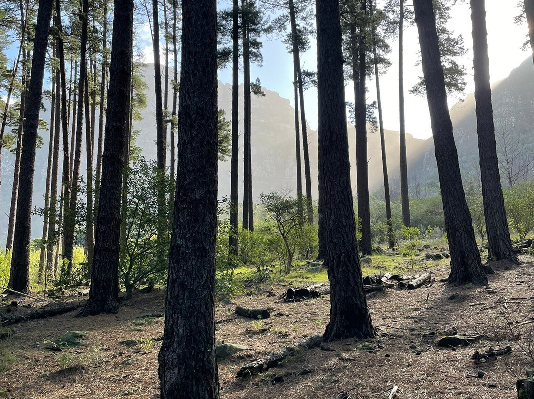 Newlands Forest景点图片