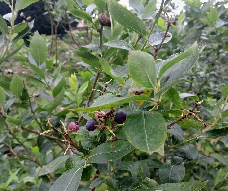 El Malain-比拉维西奥萨必去景点