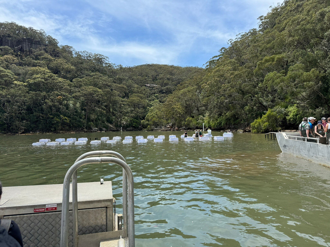 Sydney Oyster Farm Tours景点图片