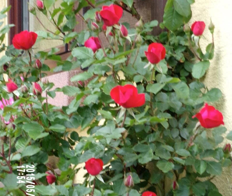葡萄园住宿加早餐旅馆