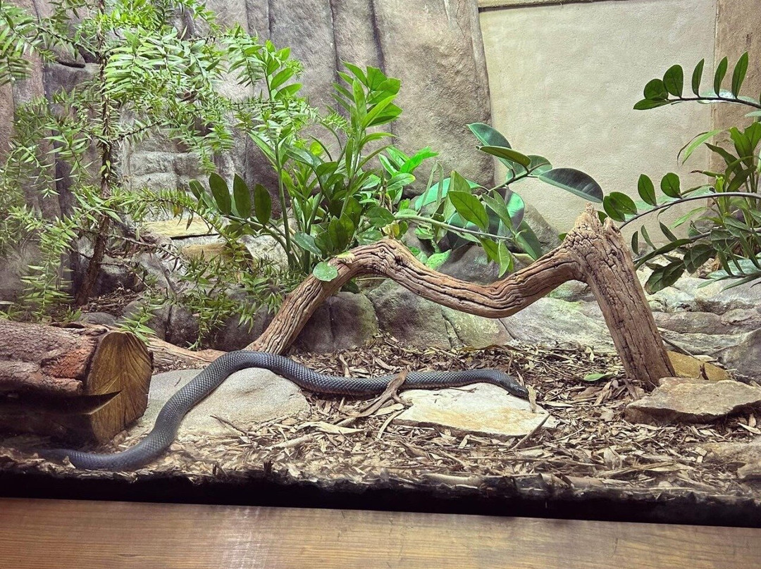 阿德莱德动物园-阿德莱德必去景点