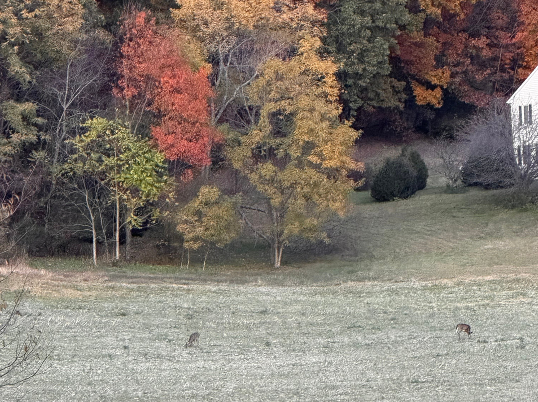 Fox Hill Bed & Breakfast Suites主图