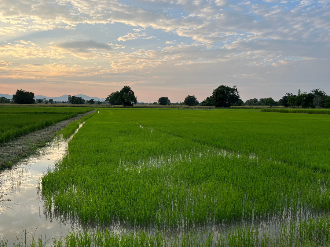 Sukhothai Bicycle Tour景点图片