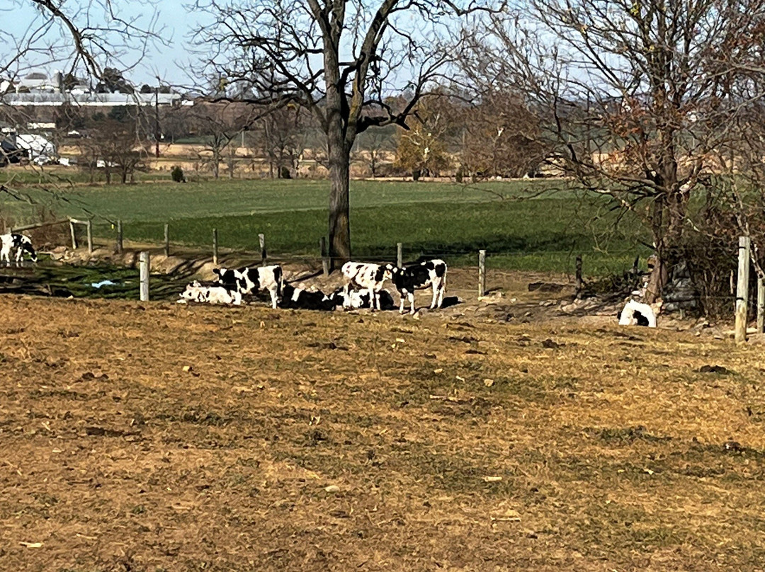 Iron Stone Acres Farm Bed and Breakfast主图
