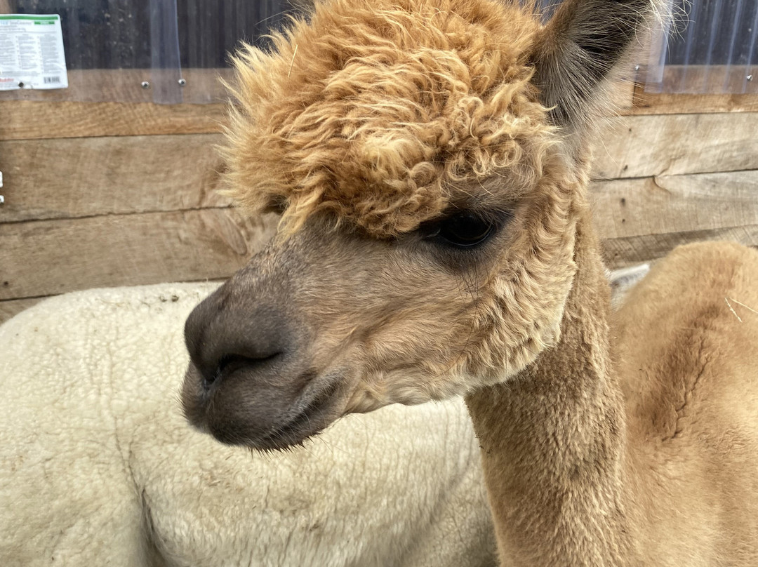 Little Foot Alpacas-Spencerville必去景点