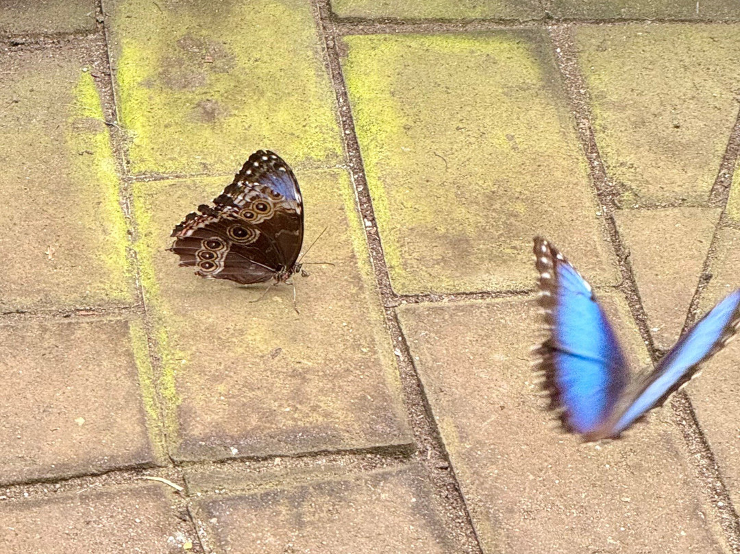 The Butterfly Place-韦斯特福德必去景点