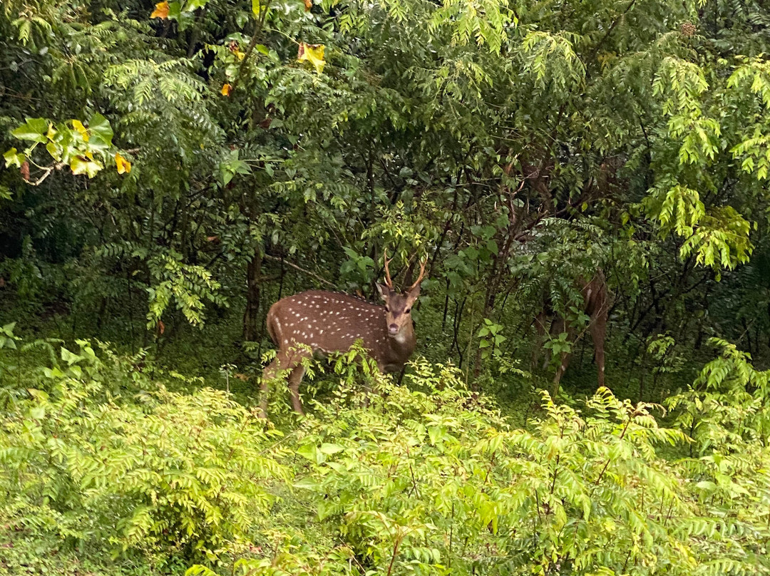 Sudath Safari and Tours Sri Lanka-锡吉里亚必去景点